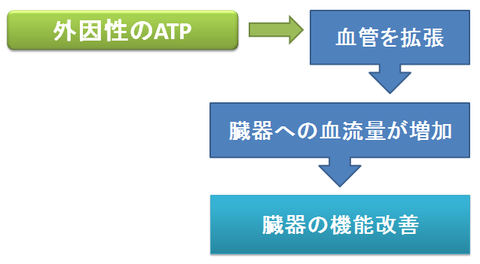 アデホスと外因性ATP