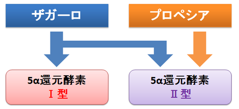 ザガーロとプロペシア～作用する酵素型