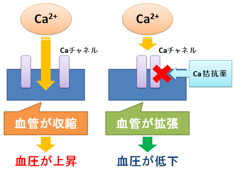 Ca拮抗薬と血管