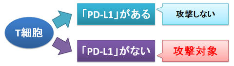 T細胞とPD-L1～攻撃対象の判断