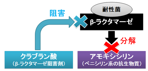 クラブラン酸の作用2