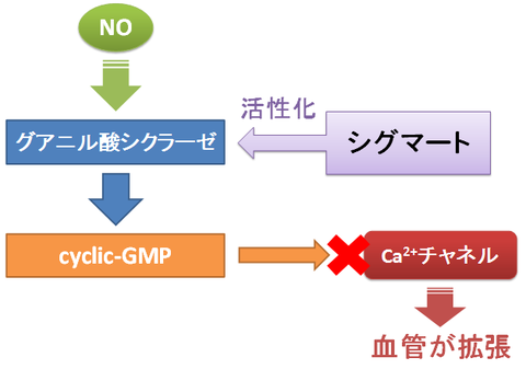 シグマートと一酸化窒素