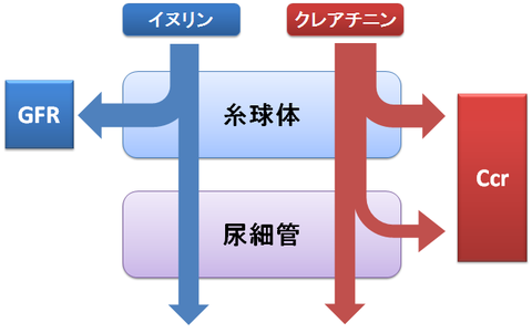 CcrとGFRの概略図