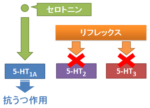 リフレックス３～セロトニン受容体