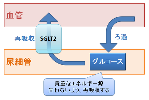 SGLT2とグルコース