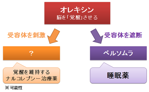 オレキシン受容体の刺激と遮断