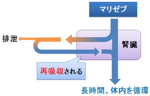 マリゼブ～再吸収