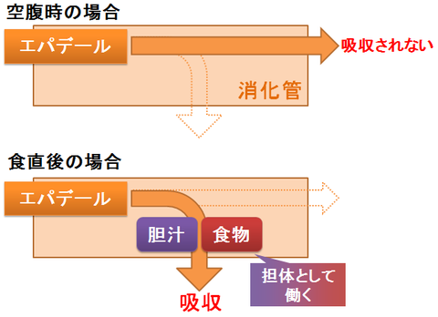 エパデールの吸収～空腹時と食直後