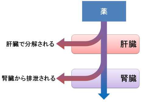 副作用～肝臓と腎臓