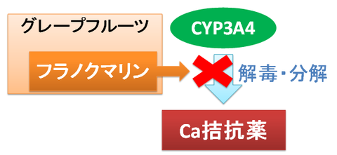 フラノクマリンとCYP3A4