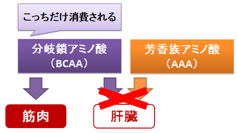 アミノ酸のバランス～BCAAとAAA