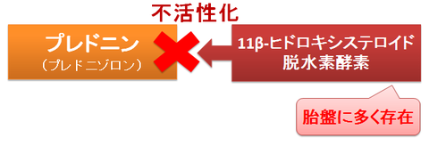 胎盤でのプレドニゾロン不活性化