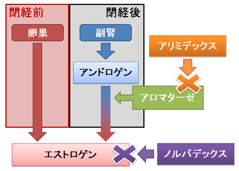 ノルバデックスとアリミデックス～作用するポイント2