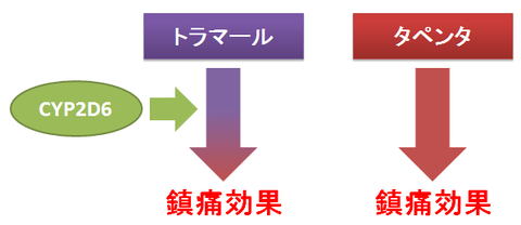 タペンタとトラマール～CYP2D6