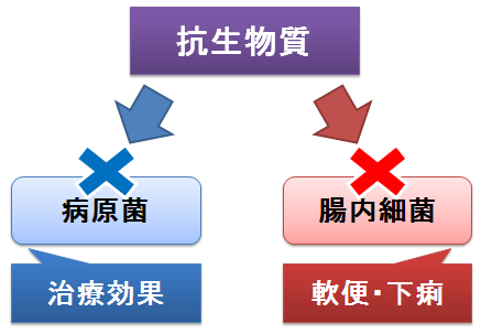 抗生物質～病原菌と腸内細菌