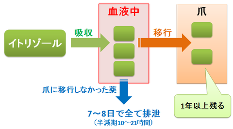 イトリゾールの血中濃度と爪への移行