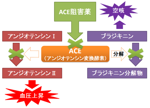 ACE阻害薬と空咳～ブラジキニン