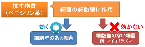 ペニシリン系の抗生物質～細胞壁に作用