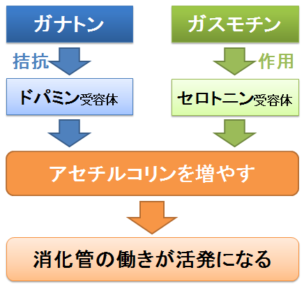 ガナトン と ガスモチン 同じ胸やけ 胃炎の薬の違いは ドパミンとセロトニンへの作用と副作用 お薬q A Fizz Drug Information