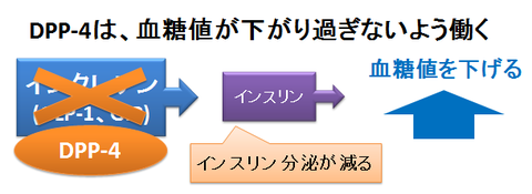 DPP-4の作用