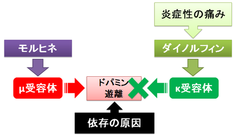 モルヒネの精神依存～炎症性疼痛とダイノルフィン