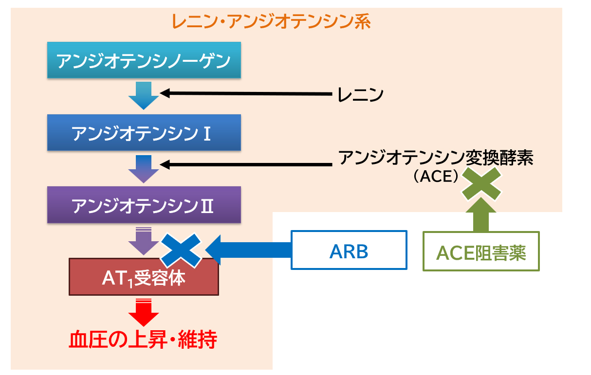 Ace Arb 使い分け: Arb Ace 一覧 : 質疑応答 内科 ACE阻害薬とARBの使い分け – YVYCG
