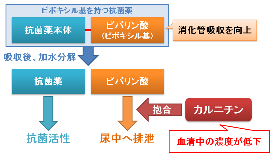 「ピボキシル基」を持つ抗菌薬で低血糖が起こるのは何故？～カルニチンと脂肪酸β酸化（糖新生）