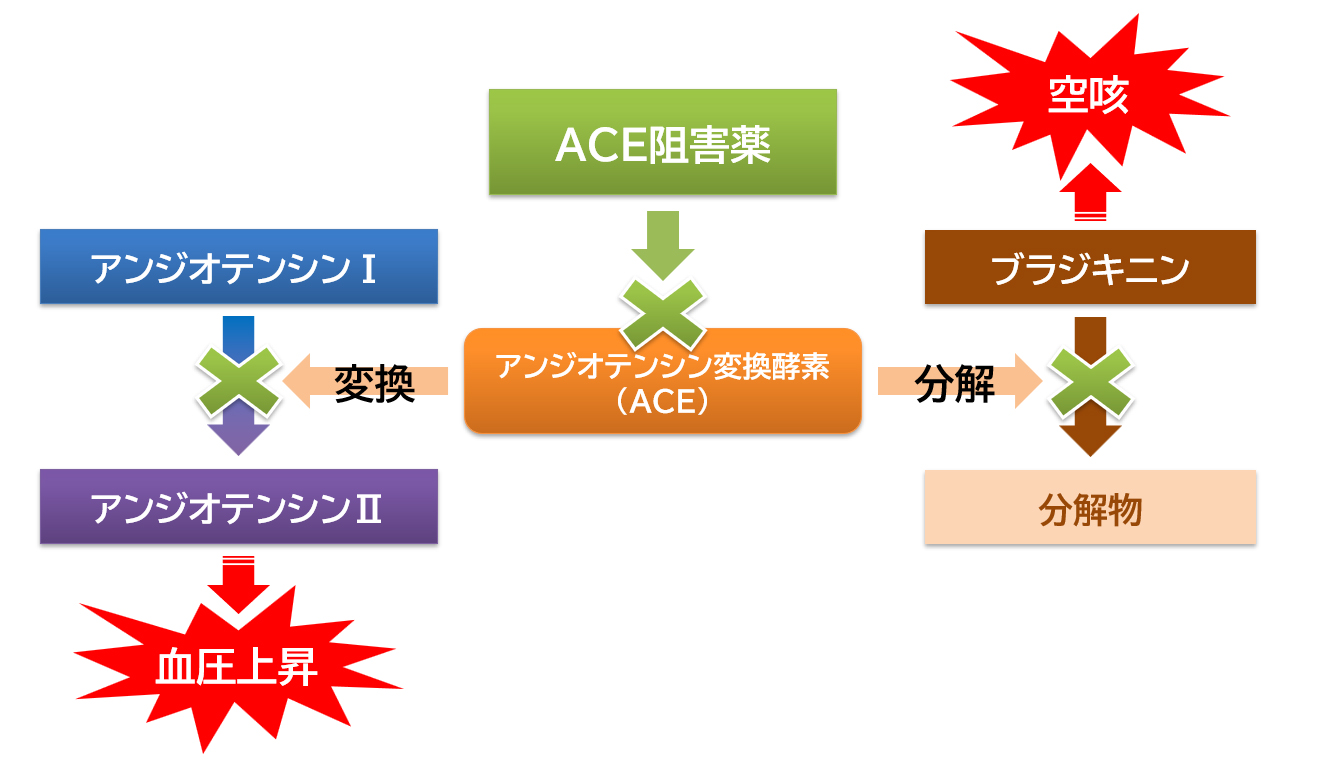Ace阻害薬 服薬指導 – Ace阻害薬 レニン , 高血圧治療薬（降圧薬、Antihypertensive drugs） – IUOT