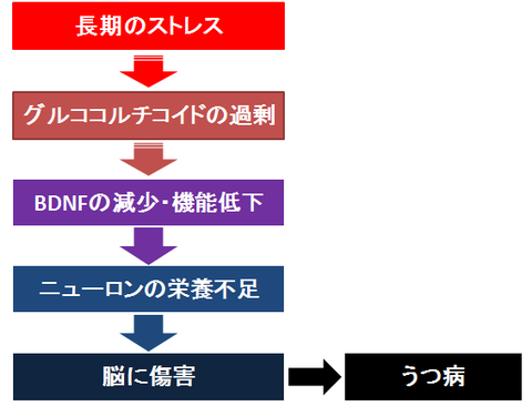 BDNFとうつ病の発症メカニズム