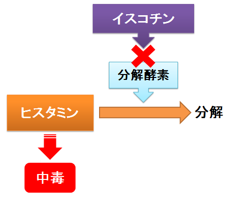 イスコチンのヒスタミン分解阻害作用と中毒