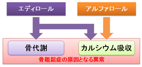 エディロールとアルファロール～骨代謝とCa吸収