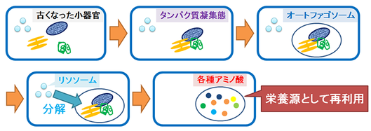 オートファジーの流れと目的