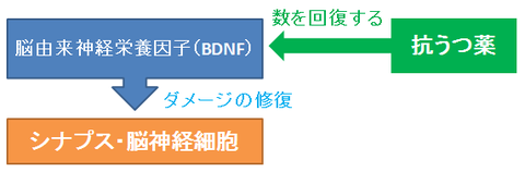 BDNFと抗うつ薬の効果