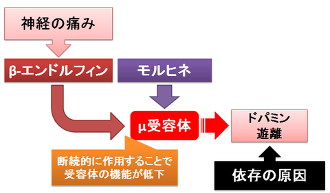 モルヒネの精神依存～神経の痛みとβエンドルフィン