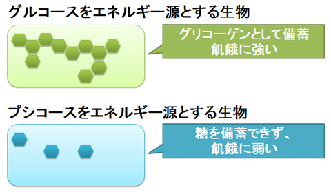 グルコースは飢餓に強いエネルギー源
