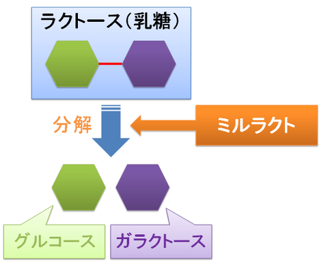 ミルラクトの作用