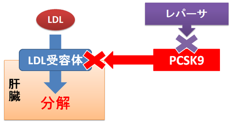 レパーサ～PCSK9阻害