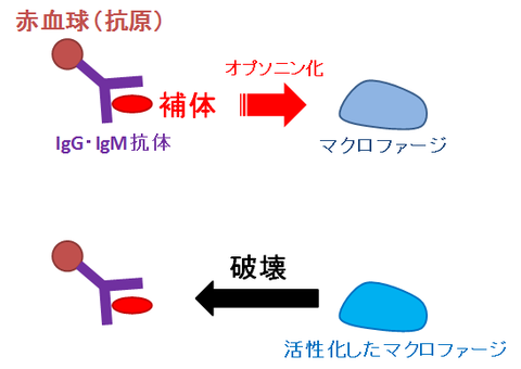 アレルギー（Ⅱ型）