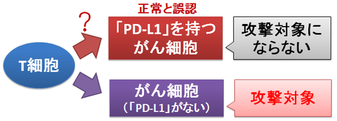 T細胞とPD-L1～がん細胞に対して不応答になる