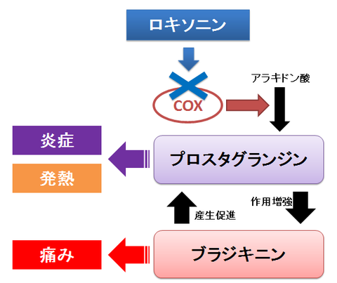 プロスタグランジンとブラジキニン