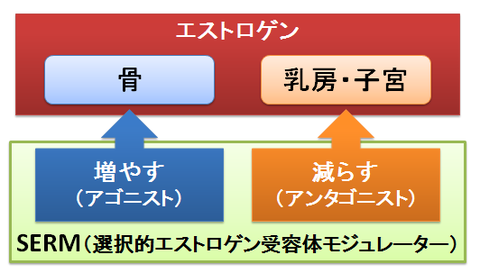 ビビアントとエビスタ～SERMの効果