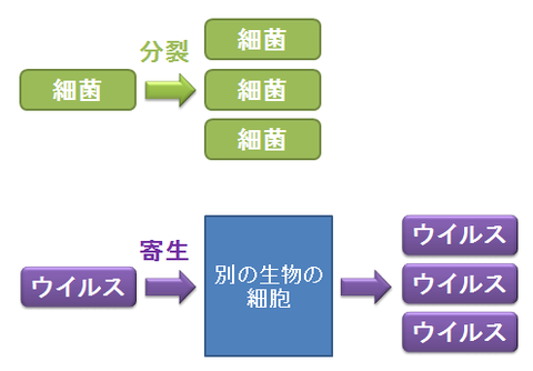 細菌とウイルス３～分裂と寄生