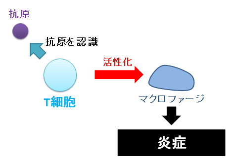 アレルギー（Ⅳ型）