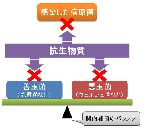 抗生物質と腸内細菌