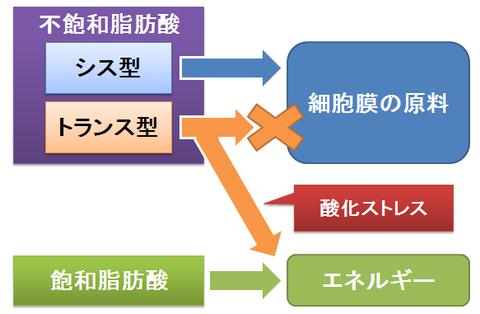 不飽和脂肪酸～シス型とトランス型の違い