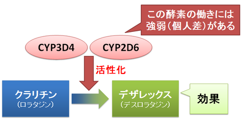 デザレックスとクラリチン～CYPによる活性化