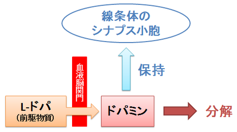 ドパミンのシナプス小胞への保持と分解