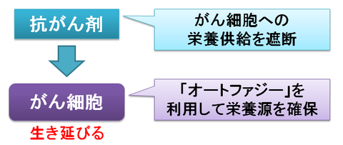 オートファジー～がん細胞が治療抵抗性を示す