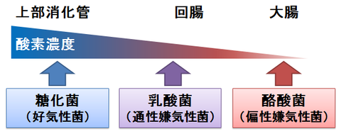 ビオスリー～酸素感受性の異なる菌