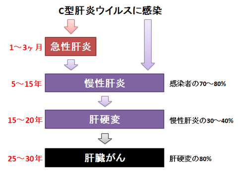 C型肝炎ウイルス感染後のフロー